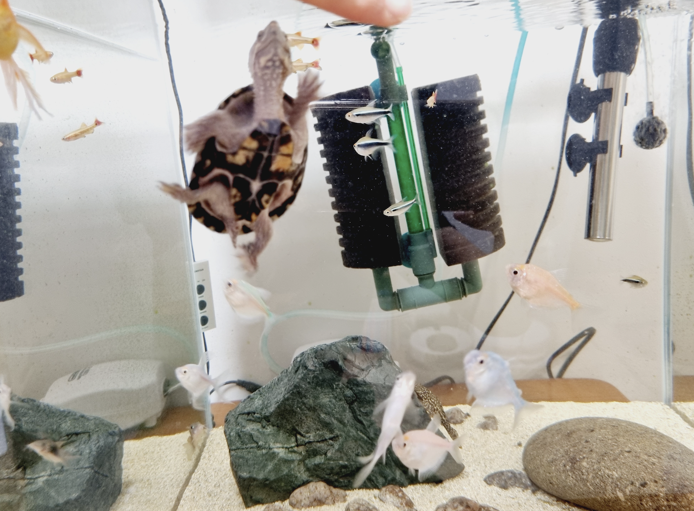 커먼머스크터틀 성체