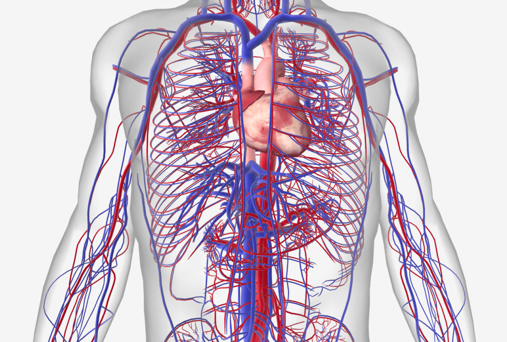 [I00-I99] Ⅸ. 순환계통의 질환(I00-I99)