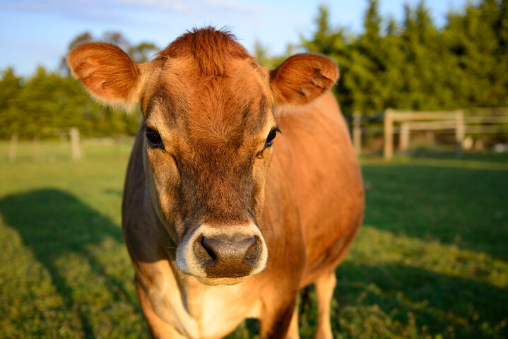 2025년 을사년 소띠 신년 운세