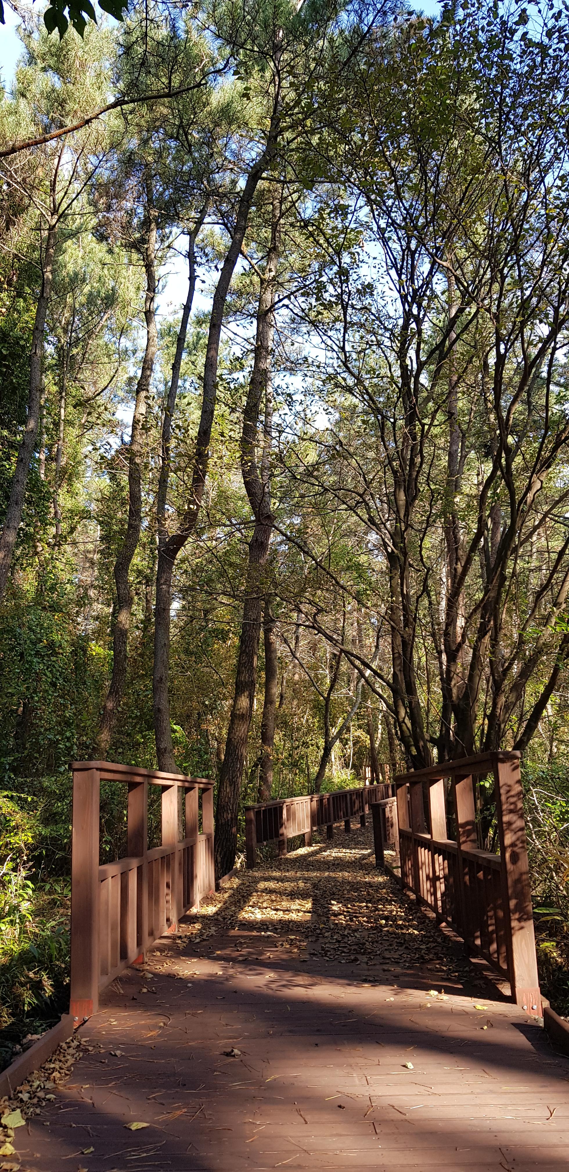붉은오름 자연휴양림 무장애숲길