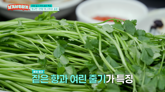 언양미나리