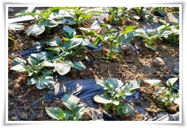 텃밭관리 &quot;2월~3월 감자 심기&quot; 슬기로운 전원생활 완벽 가이드!