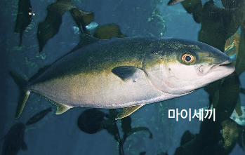 겨울 제철 방어