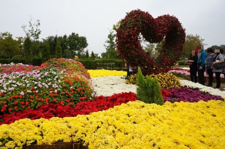 전국 국화축제 12곳 총정리 — 가을 감성 여행지 일정 한눈에 보기! 관련 사진