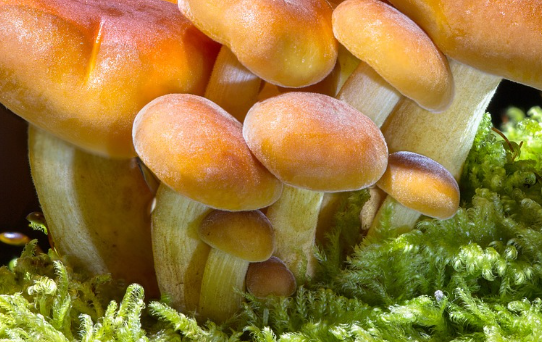 새송이버섯 효능 : 면역력