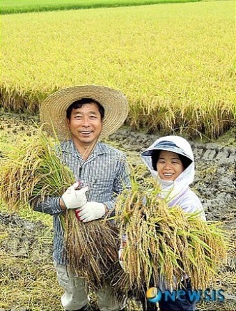 농부들이-1년동안-정성스럽게-키운-벼를-수확하는-모습