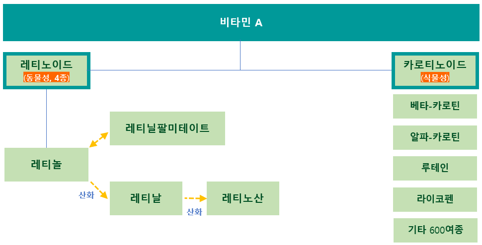 비타민A 분류