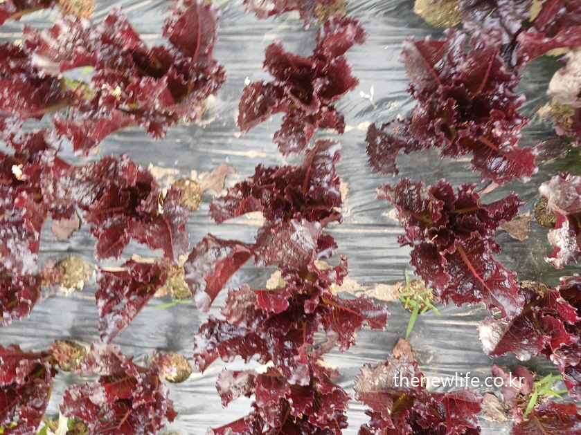 Evenly spaced red lettuce growing in plastic-covered soil – 비닐 덮인 밭에 고르게 자란 붉은 상추 모습