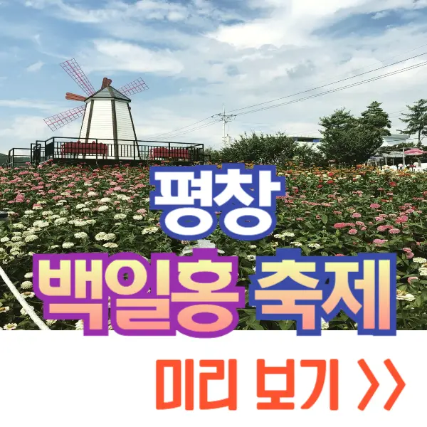 평창 백일홍 축제