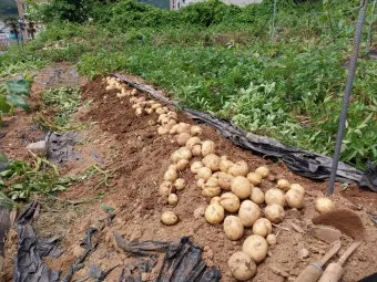 감자 수확시기 심는시기 효능 6월제철음식_12