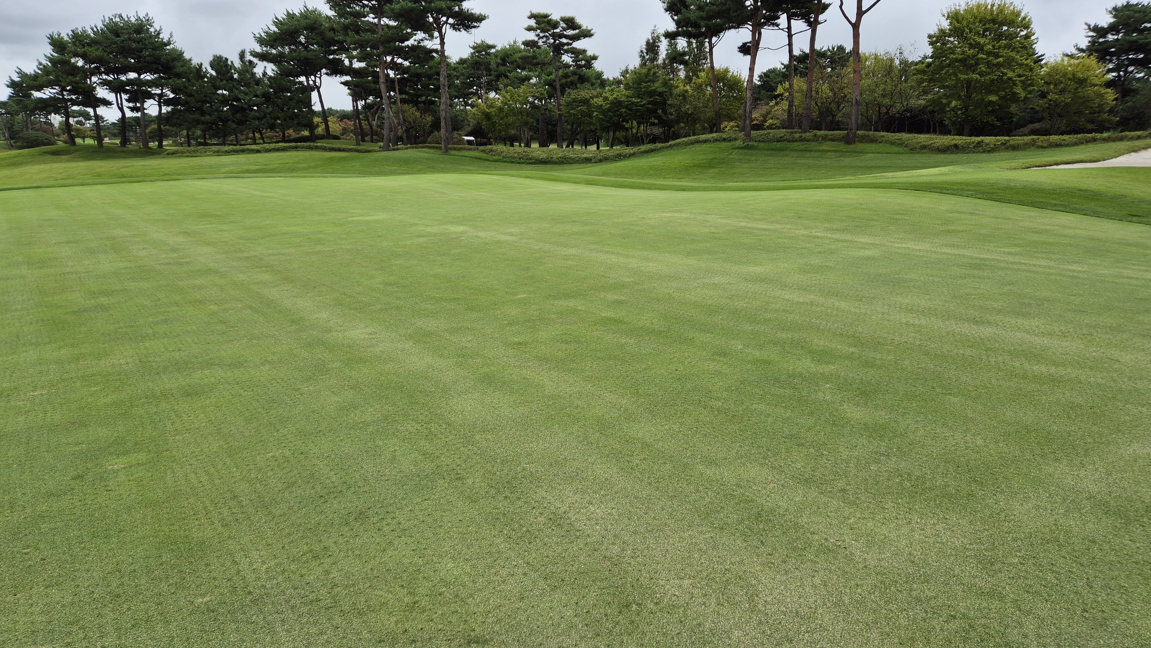 파인스톤cc 그린 관리 상태