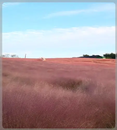 고창 핑크뮬리 축제_2