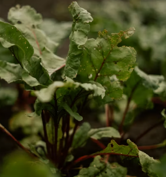 근대 효능과 부작용 나물 먹는법 고르는법 칼로리
