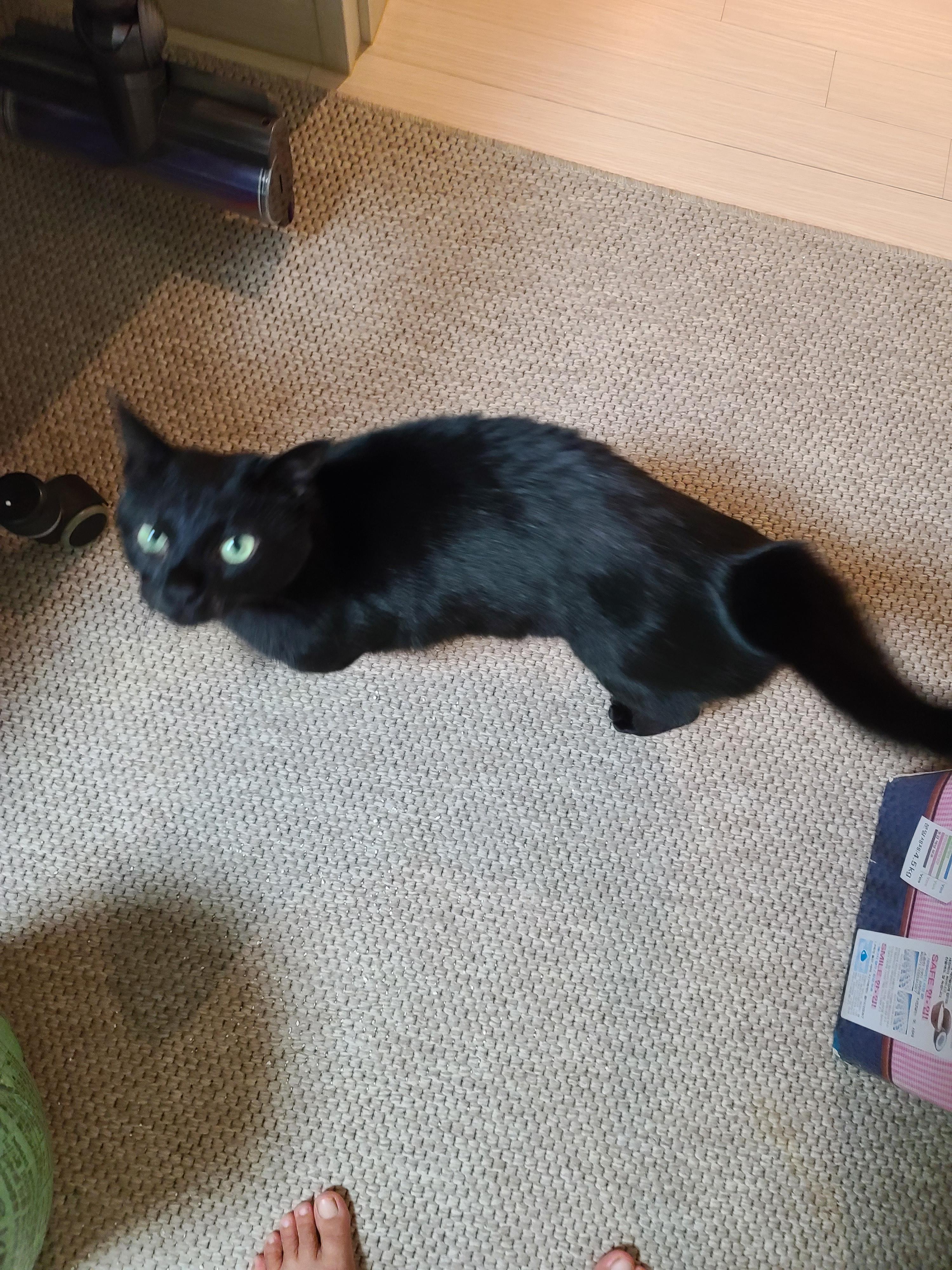 5월 1일 고양이들 모래 화장실전체갈이!(feat. 바우젠)