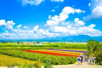 북해도 후라노 라벤더 축제 시즌 개화 시기 이벤트 일정 대표 명소 여행 완벽 가이드_16