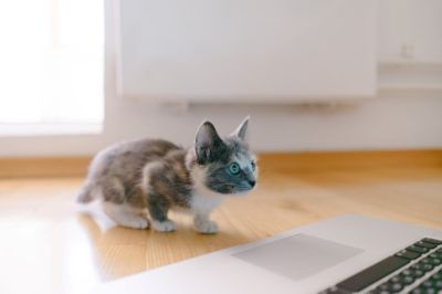 고양이 수명