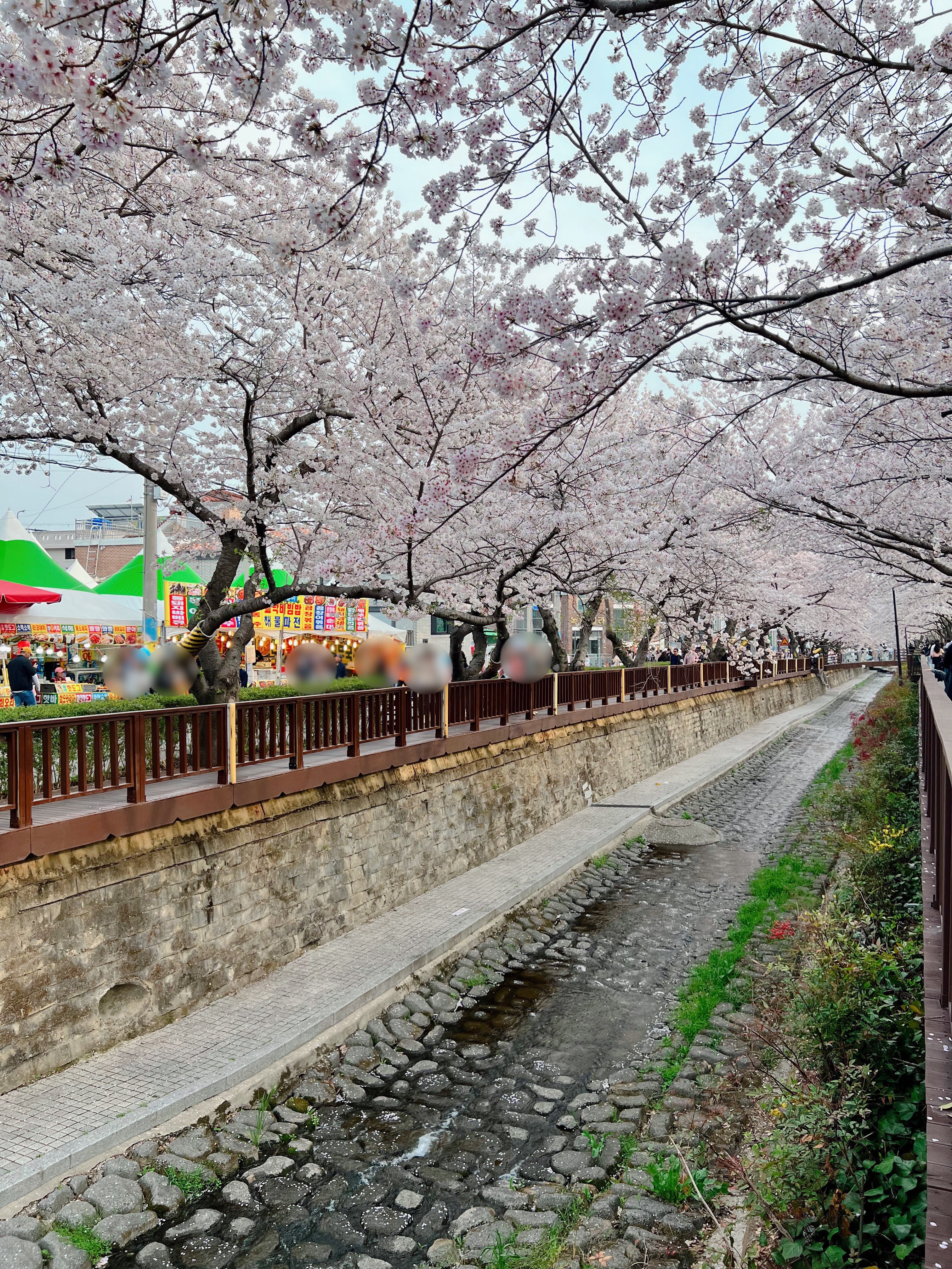 다강지로그 진해군항제 벚꽃사진