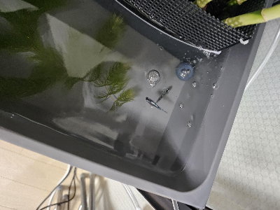 메다카 송사리 키우기 수조