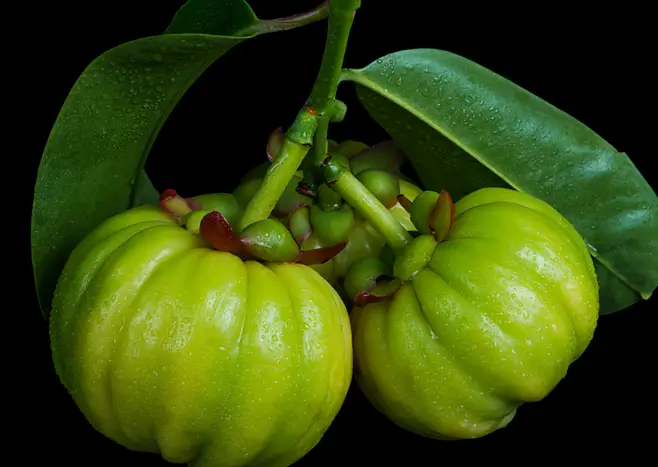 버닝올로지 디데이 원료 4