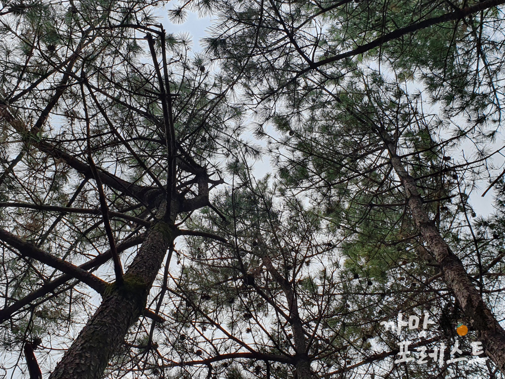 물영아리 오름 숲길