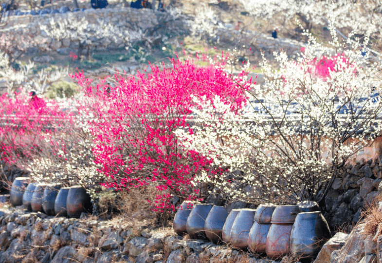 광양 매화 축제 주차장 및 행사 안내