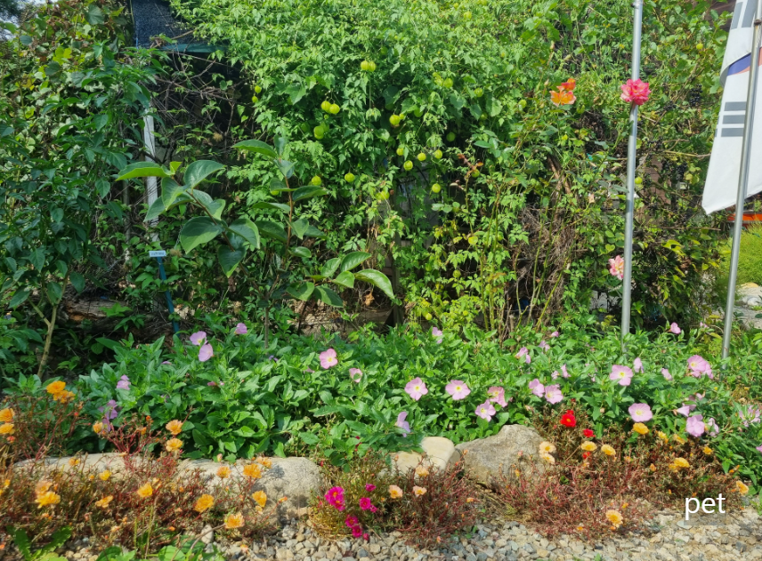 경기-연천-아미골캠핑장-예약-방법-애견-동반-가격-주소-시간-후기