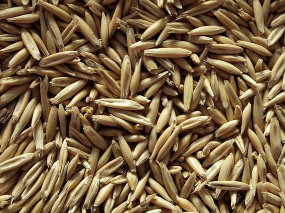 코렐스테롤 수치 개선에 도움을 주는 귀리