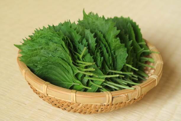 깻잎 효능 12가지와 부작용 및 하루 권장량 보관법 고르는 법