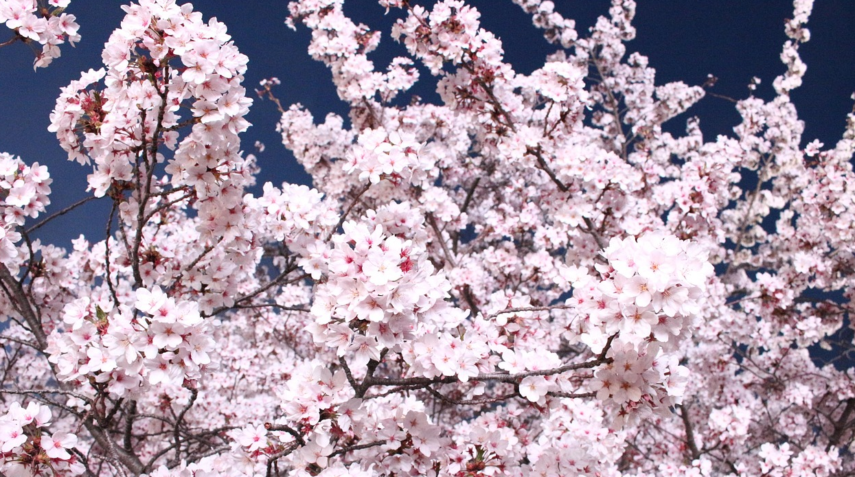 서울 벗꽃 명소 이미지