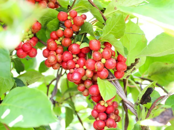 맛있게 먹는 오미자