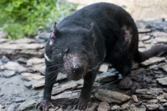 태즈메이니아 데빌 특징 매력 성격_25