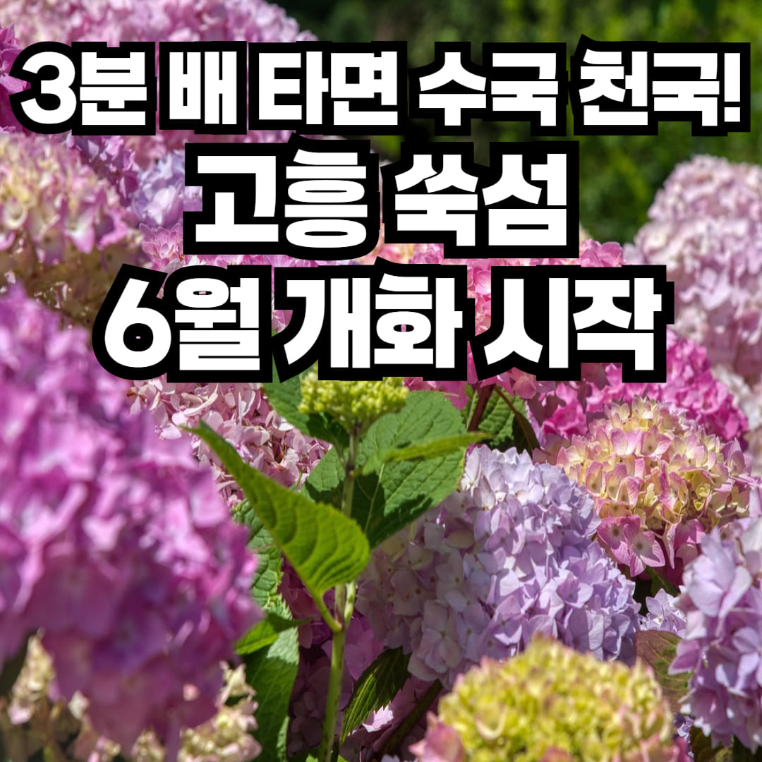 2025 고흥 쑥섬 수국축제 썸네일