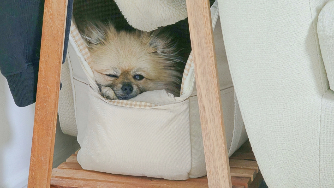 집에 혼자 남은 강아지의 행동