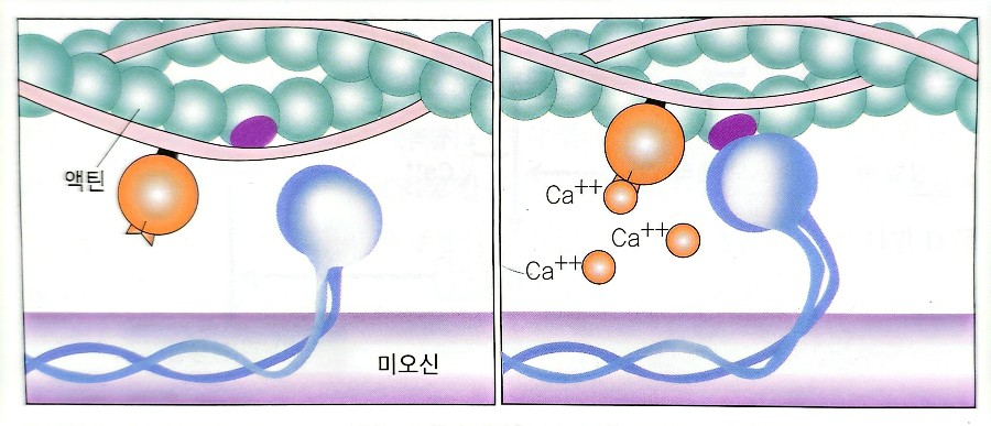 액틴과 미오신