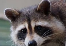 동물 꿈해몽 316가지 해석