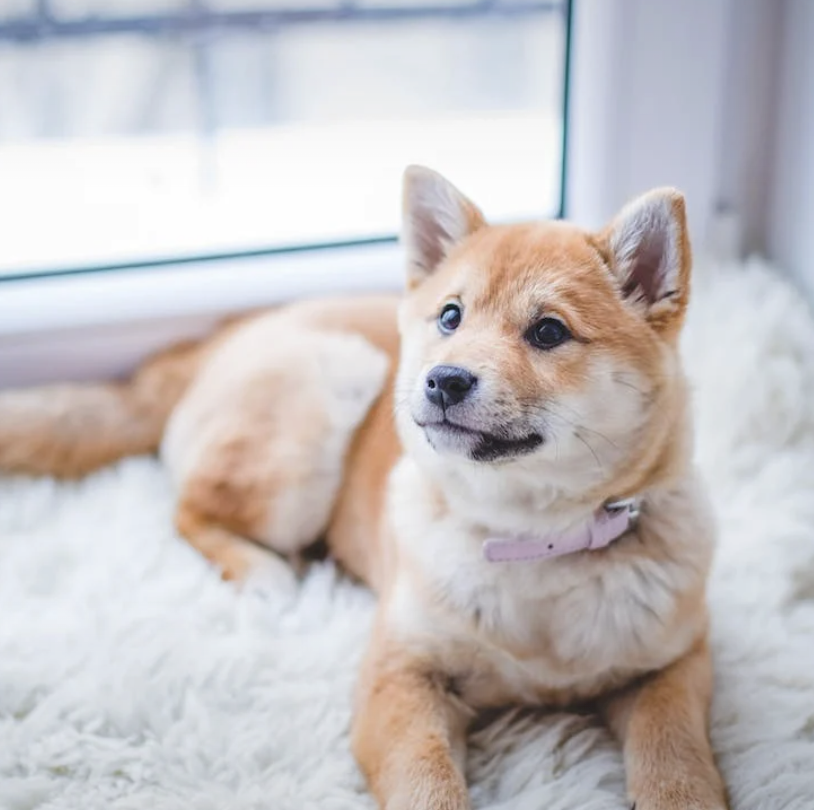 말티즈 슬개골 탈구