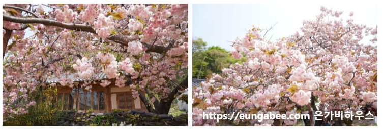 겹벚꽃사진