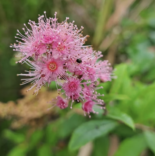 꼬리조팝나무 묘목 심는 시기와 방법, 이것만 알면 실패 제로!