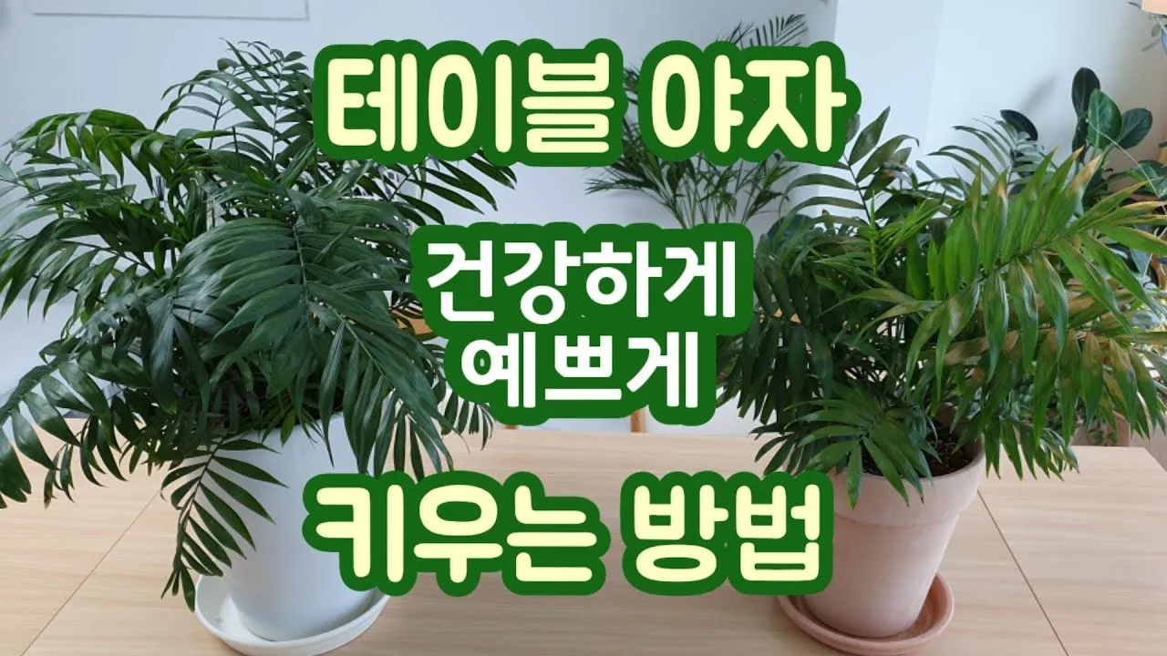 테이블야자 키우기 물주기 실내위치 통풍관리 사무실과 집 모두 적용_1