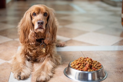 강아지가 음식을 바라보며 침착하게 앉아있는 모습, 먹이를 기다리고 있는 강아지