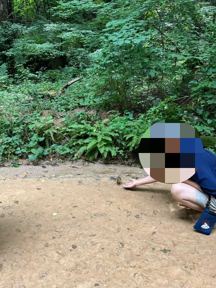 월정사 전나무 숲길 다람쥐