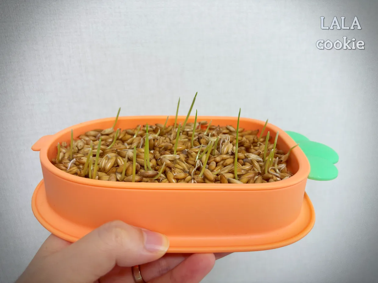 고양이가-좋아하는-풀-귀리-수경재배-싹이-난-모습