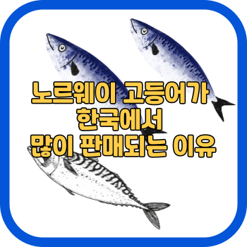 노르웨이 고등어가 한국에서 많이 판매되는 이유