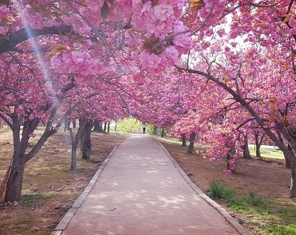 경주 불국사 겹벚꽃
