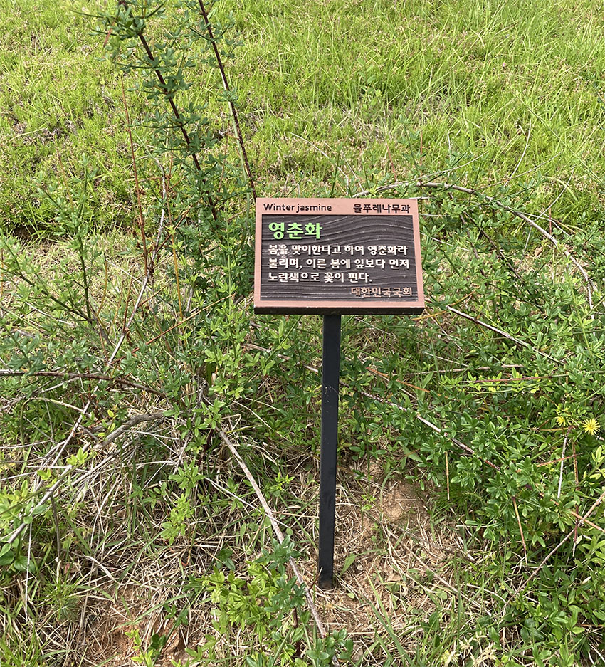 영춘화