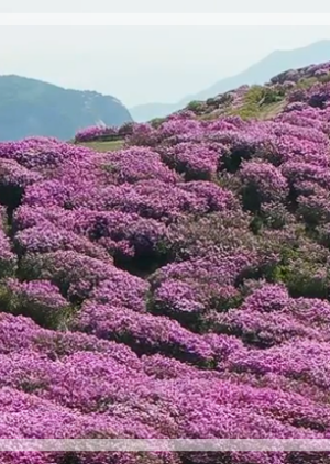 황매산 철쭉축제 등산코스