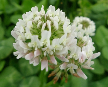 가을에 피는 꽃 토끼풀