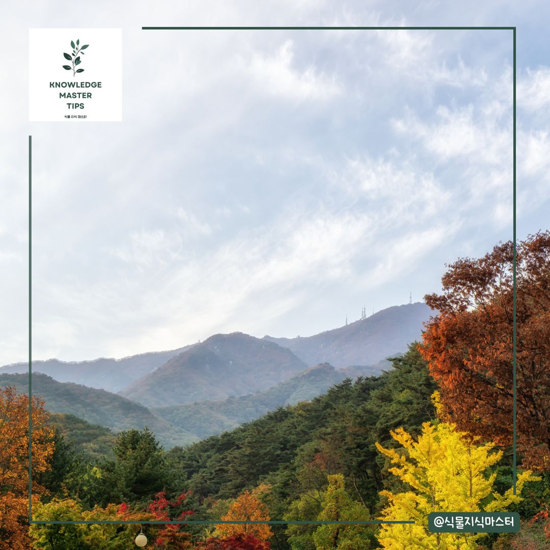 경기도 단풍 명소 - 양평 용문산