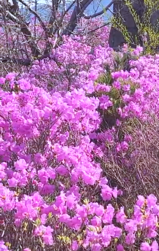 황령산진달래