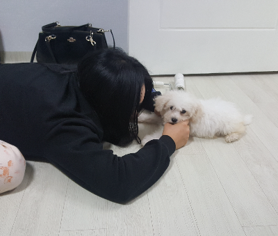 강아지 눈곱이 자주 생기는 이유와 집에서 확인할 점
